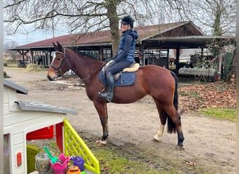 Freiberger, Merrie, 4 Jaar, 158 cm, Bruin