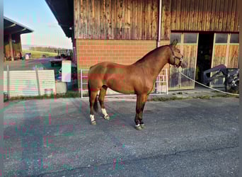 Freiberger, Merrie, 4 Jaar, Bruin