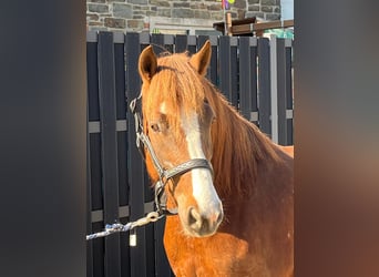 Freiberger, Merrie, 5 Jaar, 151 cm, Donkere-vos