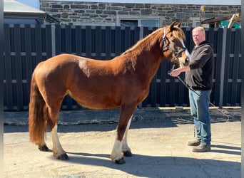 Freiberger, Merrie, 5 Jaar, 151 cm, Donkere-vos