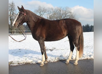 Freiberger, Merrie, 5 Jaar, 154 cm, Donkere-vos