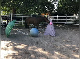 Freiberger, Merrie, 5 Jaar