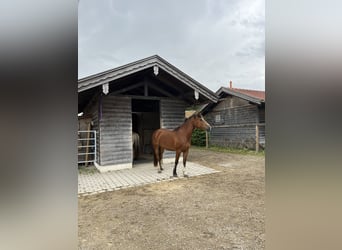 Freiberger, Merrie, 6 Jaar, 155 cm, Brauner