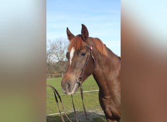 Freiberger, Merrie, 7 Jaar, 155 cm, Donkere-vos