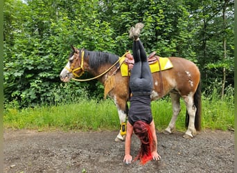 Freiberger Mix, Merrie, 7 Jaar, 155 cm, Gevlekt-paard