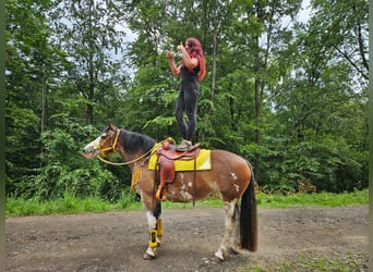 Freiberger Mix, Merrie, 7 Jaar, 155 cm, Gevlekt-paard