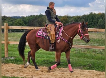 Freiberger, Merrie, 7 Jaar, 158 cm, Bruin