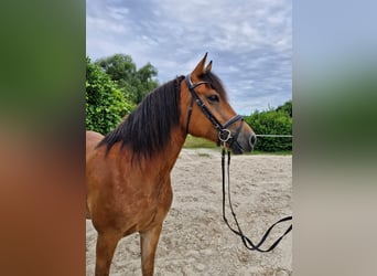 Freiberger, Merrie, 7 Jaar, 160 cm, Bruin