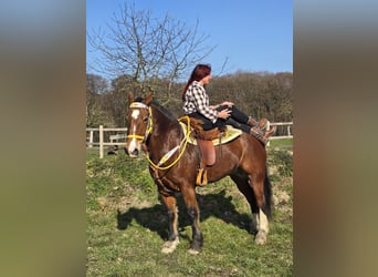 Freiberger, Merrie, 8 Jaar, 155 cm, Bruin