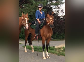 Freiberger, Merrie, 8 Jaar, 157 cm, Bruin