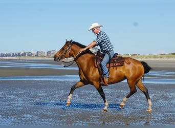 Freiberger, Merrie, 8 Jaar, 157 cm, Bruin