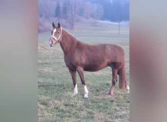 Freiberger, Merrie, 9 Jaar, 156 cm, Vos