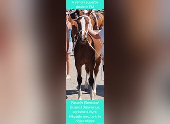 Freiberger, Merrie, Veulen (03/2025), Bruin