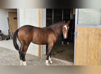 Freiberger, Merrie, Veulen (02/2025), Donkerbruin