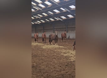 Freiberger, Ogier, 2 lat, 160 cm, Gniada