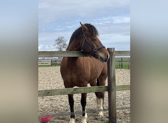 Freiberger, Ogier, 6 lat, 155 cm, Gniada