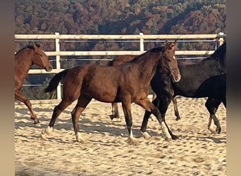Freiberger, Ogier, Źrebak (03/2025), 160 cm, Gniada