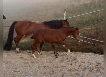 Freiberger, Ogier, Źrebak (03/2026), Ciemnogniada