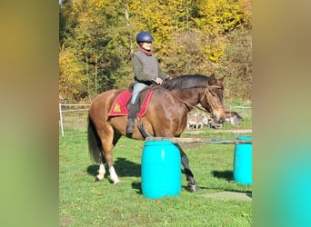 Freiberger, Ruin, 10 Jaar, 160 cm, Bruin