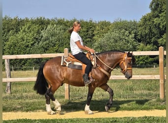 Freiberger, Ruin, 11 Jaar, 155 cm, Bruin