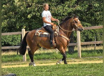 Freiberger, Ruin, 11 Jaar, 155 cm, Bruin