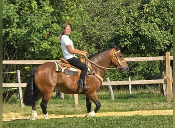 Freiberger, Ruin, 11 Jaar, 155 cm, Bruin