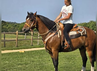 Freiberger, Ruin, 11 Jaar, 155 cm, Bruin