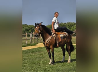Freiberger, Ruin, 11 Jaar, 155 cm, Bruin