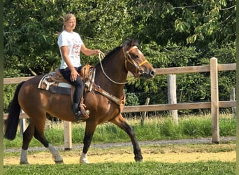 Freiberger, Ruin, 11 Jaar, 155 cm, Bruin