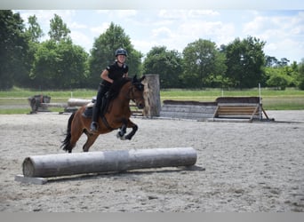 Freiberger, Ruin, 12 Jaar, 141 cm, Bruin