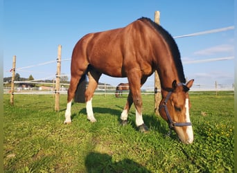 Freiberger, Ruin, 12 Jaar, 159 cm, Bruin