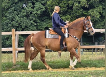 Freiberger, Ruin, 15 Jaar, 157 cm, Vos