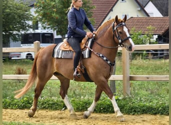 Freiberger, Ruin, 15 Jaar, 157 cm, Vos