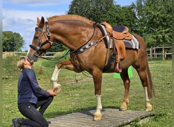 Freiberger, Ruin, 15 Jaar, 157 cm, Vos
