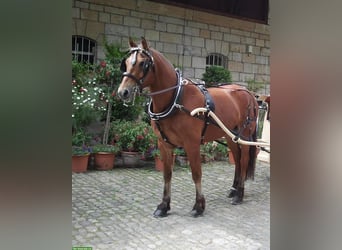 Freiberger, Ruin, 25 Jaar, 167 cm, Bruin