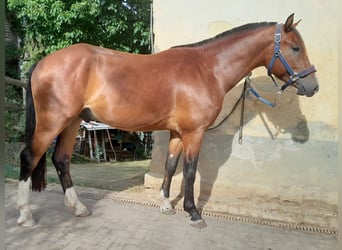 Freiberger, Ruin, 3 Jaar, 157 cm, Bruin