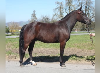 Freiberger, Ruin, 3 Jaar, 157 cm, Donkerbruin