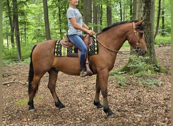 Freiberger, Ruin, 3 Jaar, 160 cm, Bruin