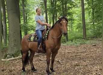 Freiberger, Ruin, 3 Jaar, 160 cm, Bruin
