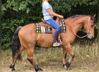 Freiberger, Ruin, 3 Jaar, 160 cm, Bruin
