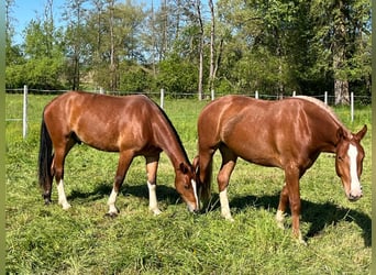 Freiberger, Ruin, 3 Jaar, 160 cm, Vos