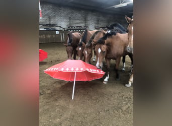 Freiberger, Ruin, 4 Jaar, 151 cm, Bruin