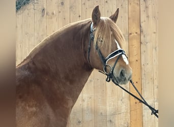 Freiberger, Ruin, 4 Jaar, 157 cm, Donkere-vos