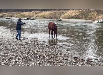 Freiberger, Ruin, 4 Jaar, 160 cm, Donkerbruin