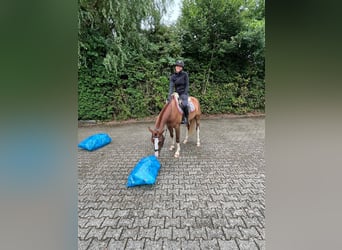 Freiberger, Ruin, 4 Jaar, 160 cm, Vos