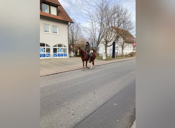 Freiberger, Ruin, 4 Jaar, 165 cm, Donkere-vos