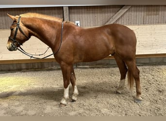 Freiberger, Ruin, 5 Jaar, 154 cm, Vos