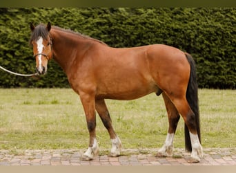 Freiberger, Ruin, 5 Jaar, 155 cm, Bruin