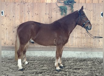Freiberger Mix, Ruin, 5 Jaar, 158 cm, Vos