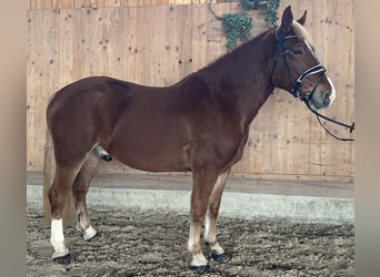 Freiberger Mix, Ruin, 5 Jaar, 158 cm, Vos